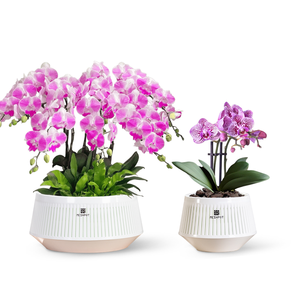 Orchid Potting Mix - Maceta de malla para orquídeas con