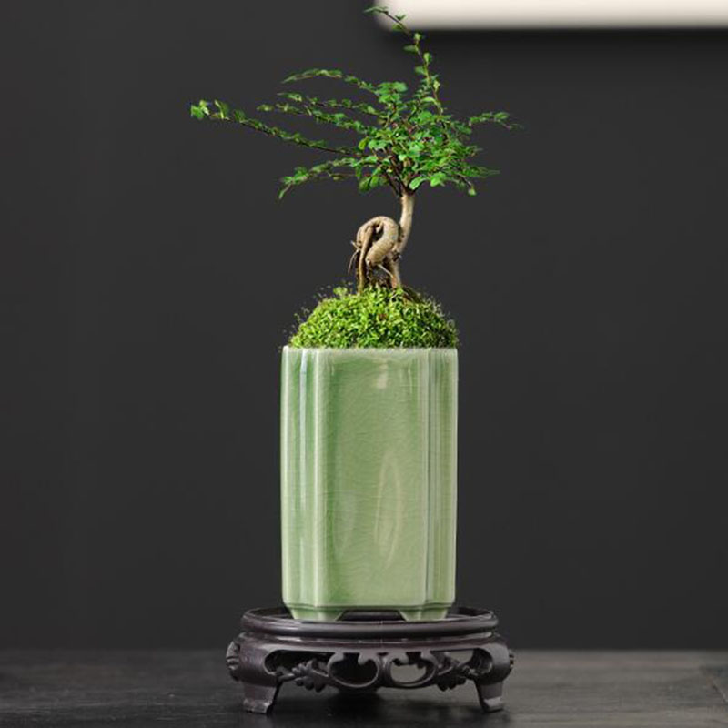 Orchid Potting Mix - Maceta cuadrada de porcelana con diseño