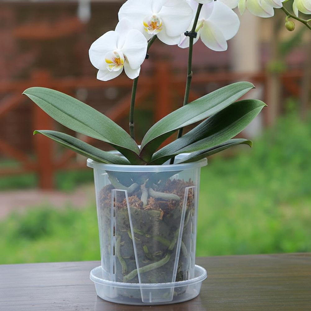 Maceta Transparente de Plástic - Orchid Potting Mix reseña y precio