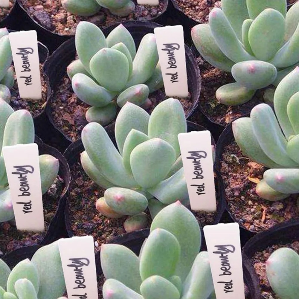 100 Etiquetas para Plantas de  - Gardening Tools Labeled reseña y precio