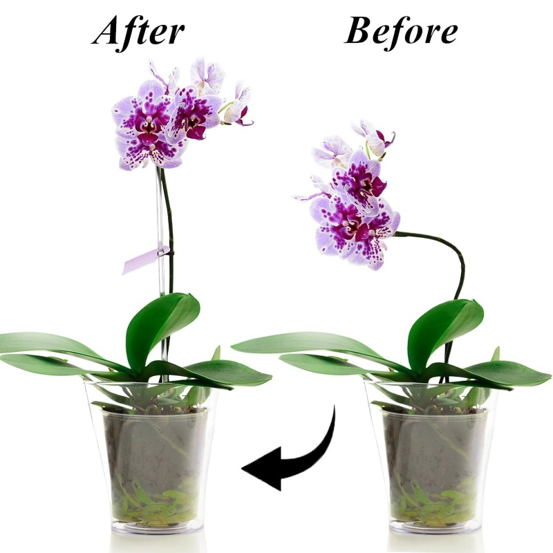Estaca de Soporte Transparente - Orchid Potting Mix reseña y precio