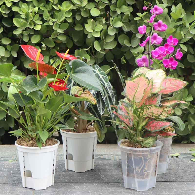 Maceta de orquídeas transparen - Orchid Potting Mix reseña y precio